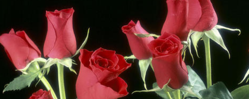 可食用的玫瑰花有什么不同，食用玫瑰有哪些品种