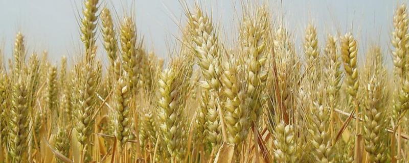 衡6632小麦品种特征特性，附其产量表现