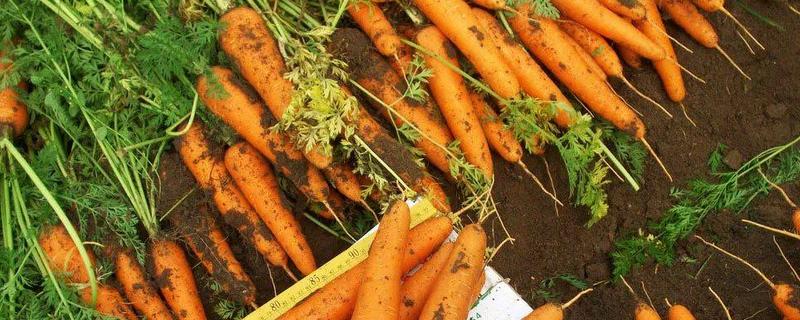 夏秋胡萝卜高产种植技术，附其病虫害防治方法