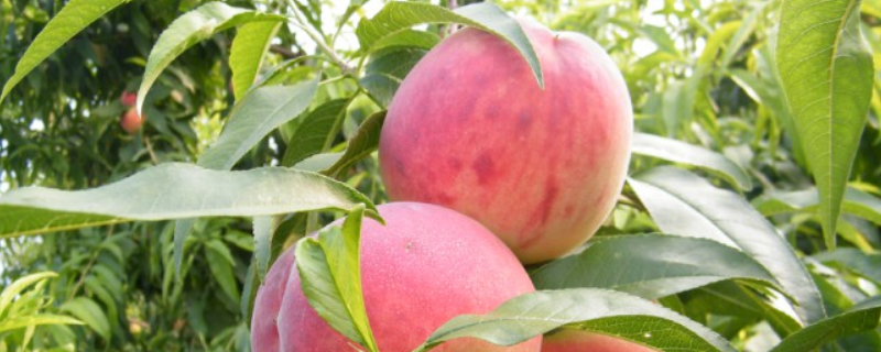 桃树结果需要多少年，桃树的繁殖方式有哪些