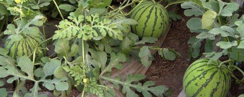 西瓜有什么方法种出来没籽，这五点是关键
