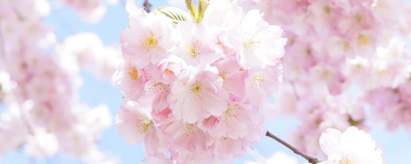 鲜樱花能不能生吃，常见的吃法介绍
