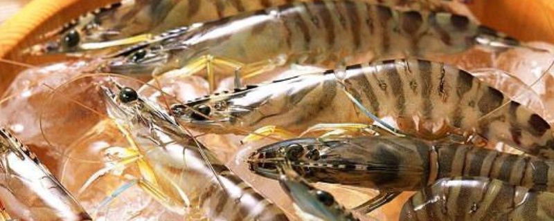 基围虾能不能生吃，基围虾是寒性的吗