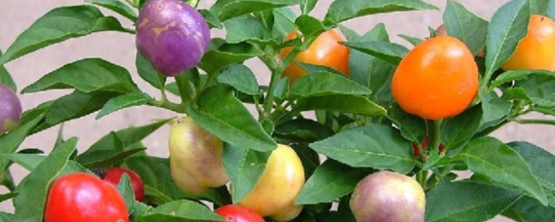 五彩椒能不能生吃，有什么栽培方法