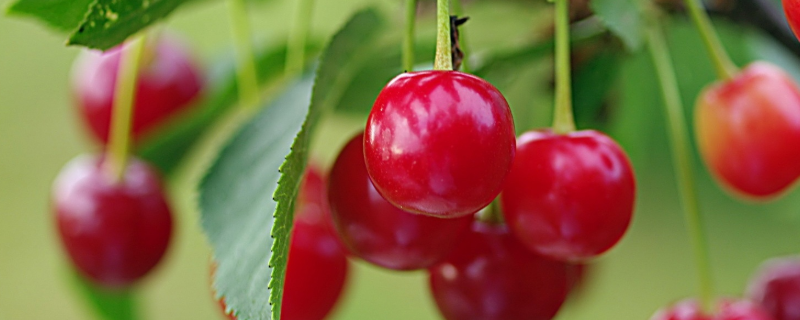 昂贵的樱桃的成熟季节是什么时候，多吃了会有什么副作用吗