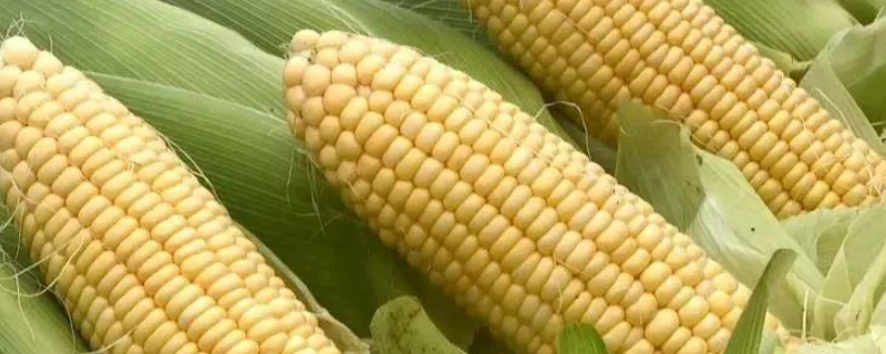 甜玉米、黑玉米是不是转基因玉米