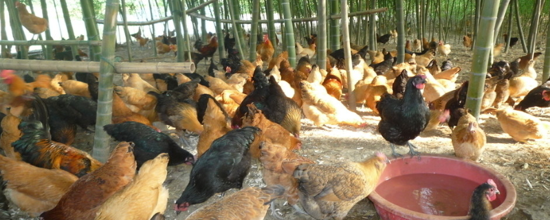 什么肥可以让鸡吃了长得快，附养鸡疾病预防