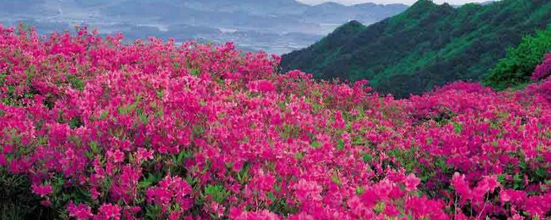 尼泊尔的国花是杜鹃花吗，开花时间一般是何时