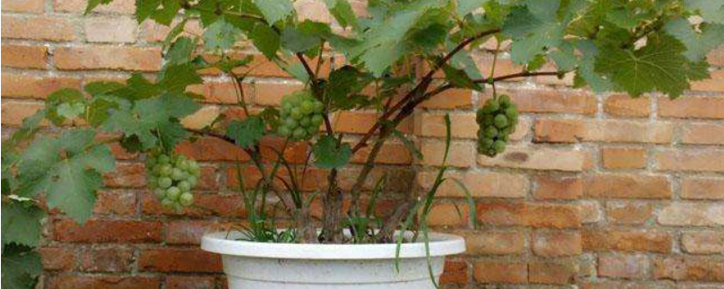 葡萄籽种成小盆栽的方法，葡萄籽盆栽后期该如何管理