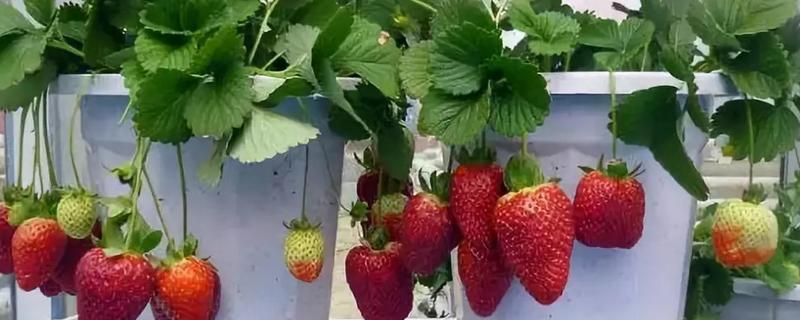 盆栽草莓的播种时间，结果多的技巧有哪些