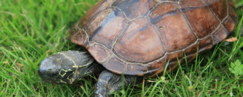 安徽大头草龟与中华草龟有什么不同，中华草龟怎么养