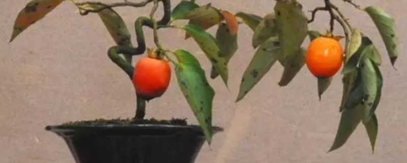 吃完柿子籽该如何种植，柿子盆栽如何养
