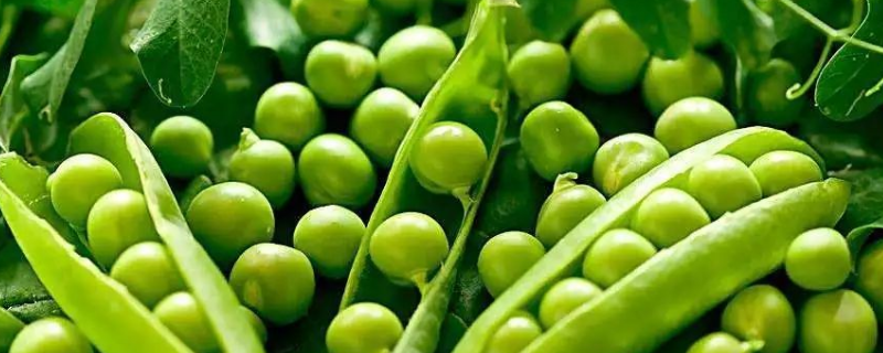 豌豆生吃可以吗，豌豆的主要品种有哪些