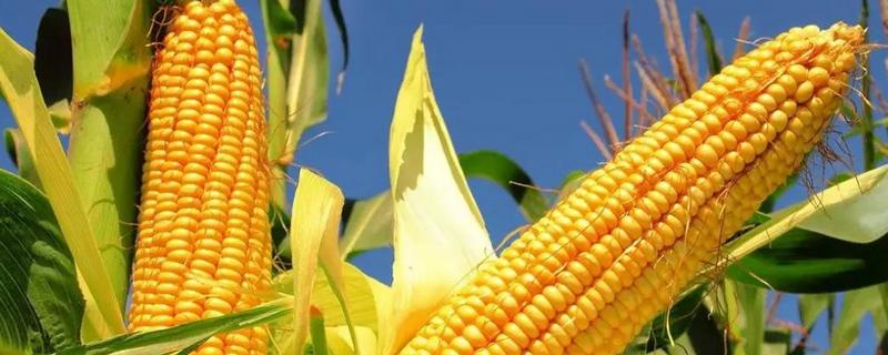 什么时候给玉米施肥比较合适，玉米施肥有哪些技巧