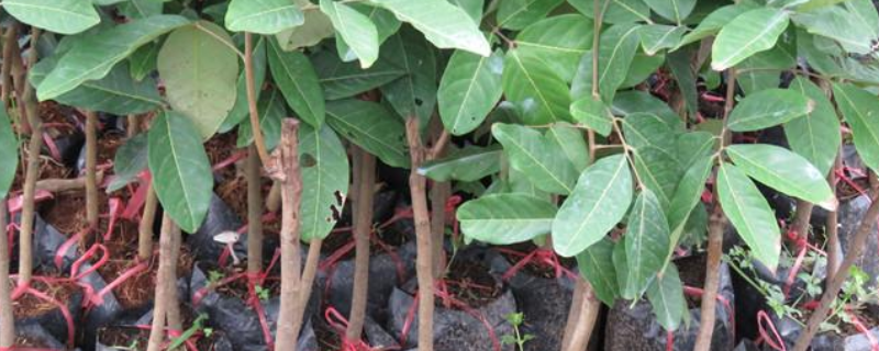 盆栽桂圆树需要多久才能结果，如何种植桂圆树