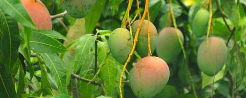 世界各地的芒果的成熟是什么时候，吃多了有什么副作用