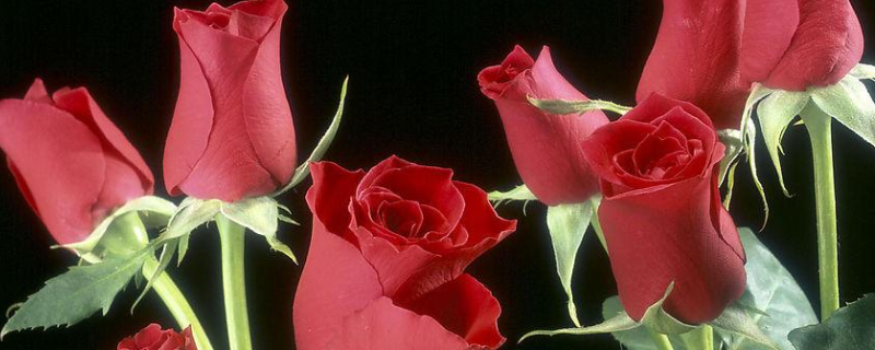 玫瑰花和牡丹花有什么不同，主要有这三点