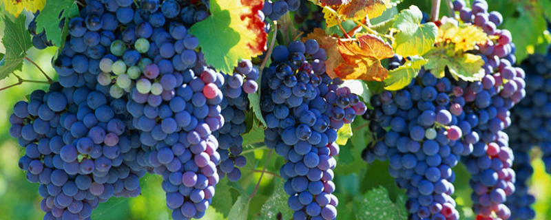 吐鲁番地区的葡萄成熟的时间，葡萄的种类有哪些