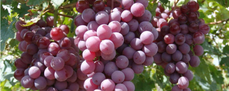 葡萄开花结果需要几年，附葡萄的栽培历史