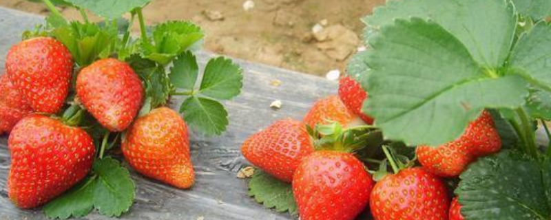 草莓成熟期是什么时候，吃多了有什么副作用
