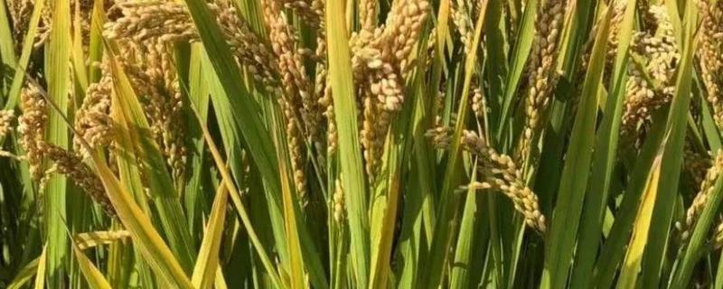 防治水稻病虫害存在哪些常见问题，主要存在着“五重五轻”的问题