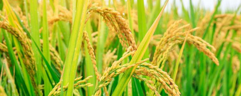 微生物除草剂克草霉会对水稻等作物的安全性影响是什么