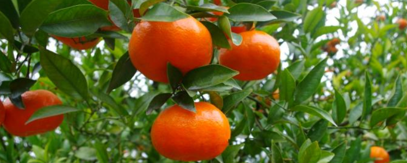 红橘用籽栽培，有什么栽培方法