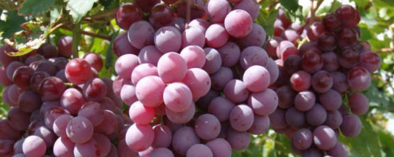 葡萄都有什么品种，属热性还是凉性水果