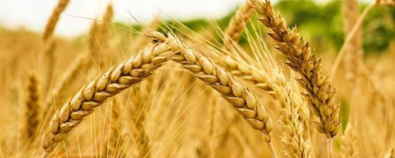 关于峰川9号小麦的品种特性，小麦播种应注意什么