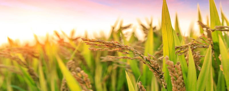 水稻的施肥期，各生长期的施肥量和施肥方法是什么