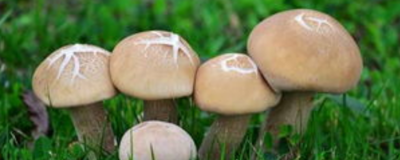 蘑菇能不能生吃，附蘑菇的吃法