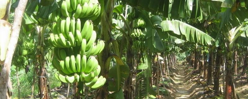 香蕉高产施肥技术和方法，香蕉施肥的时间和用量
