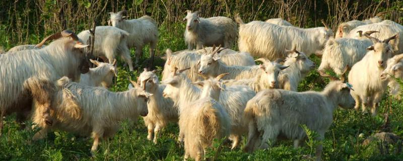 牛、山羊、猪、驴、骡、绵羊、梅花鹿适合在辽宁养殖吗，主要有哪些特点