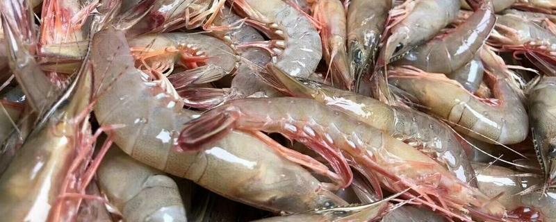 基围虾是凉性还是温性食物，怎样清洗基围虾