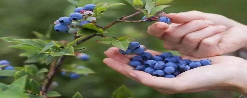 清洗蓝莓的方法有哪些，其外层白霜有哪些营养成分