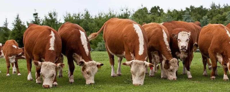 一亩地的牧草大概能养多少头牛，养殖时需要注意哪些事项
