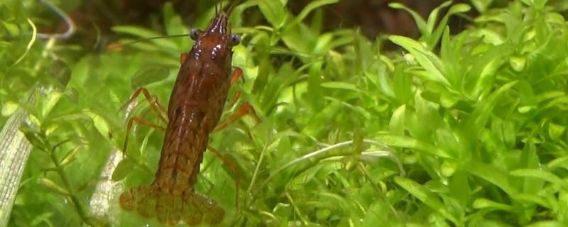 什么草龙虾喜欢吃，附龙虾水草的栽植方法