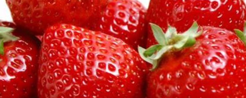 怎么种盆栽草莓籽，草莓的营养价值