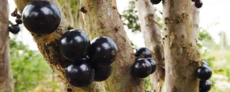 树葡萄果树结果需要几年，附树葡萄的食用价值