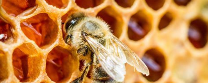 蜂巢通常多少钱一斤，蜂巢蜜是什么东西