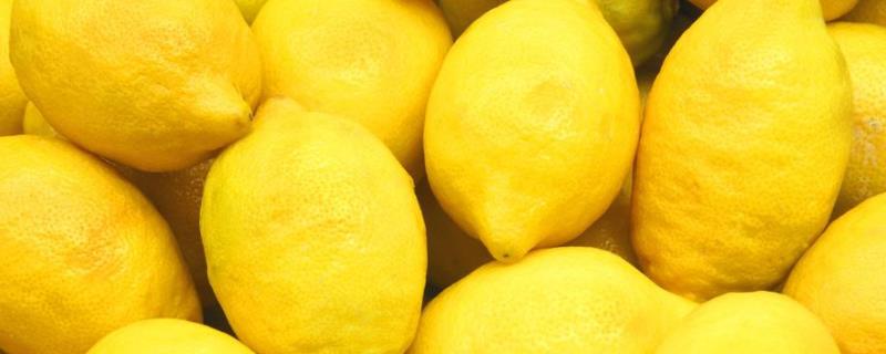 生吃柠檬可以吗，柠檬的生长习性