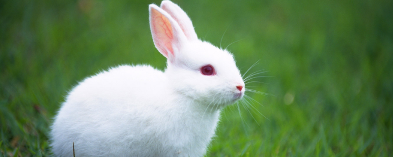 怎样处理兔子拉稀，兔子拉稀的主要原因及症状