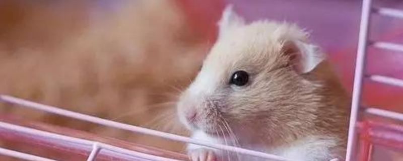 仓鼠可以活多久，怎样延长它的寿命