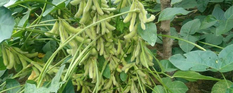 黄豆的种植方法，怎样防治病虫害