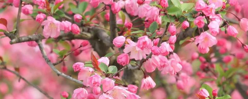 桃花与海棠花有什么不同，怎样区分不同品种的海棠花