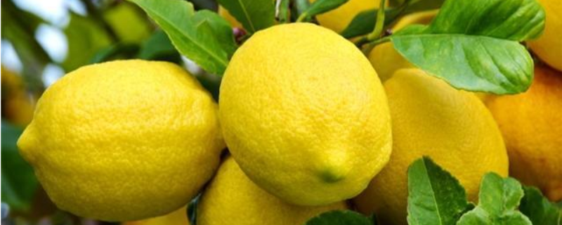 柠檬籽种出果子的方法，这四个步骤很关键