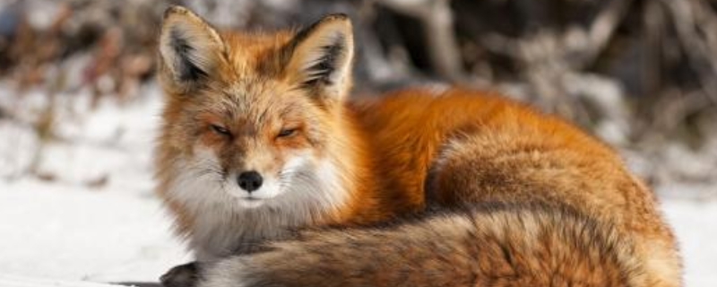 狐狸爱吃哪些食物，狐狸主要有哪些种类