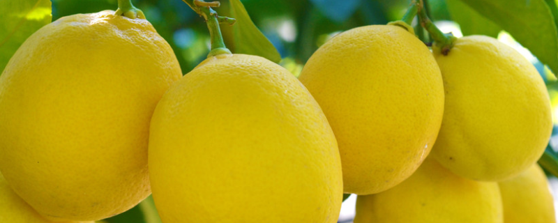 柠檬结果需要几年，附种植方法