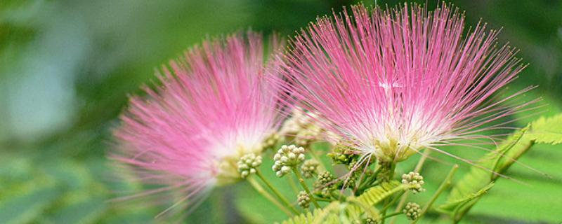 榕树花与合欢花有什么不同，附合欢花的繁殖方法