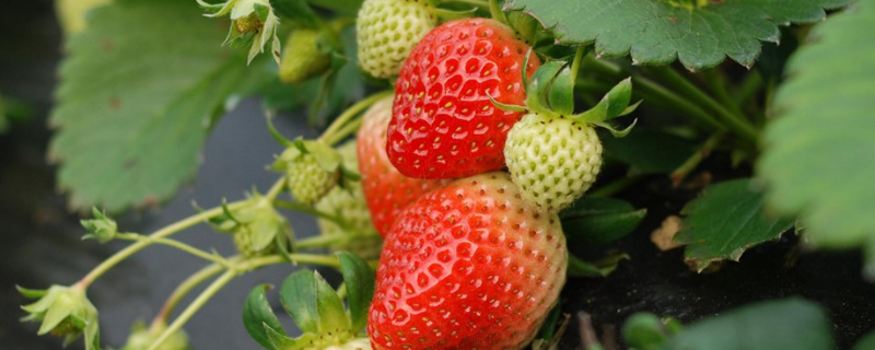 草莓籽的种植方法，附草莓的营养价值